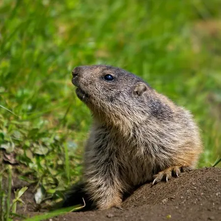 Appartement Johanna *